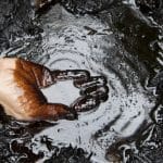 Crude oil price