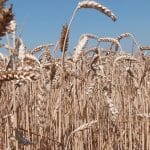 Yield platforms transforming the landscape