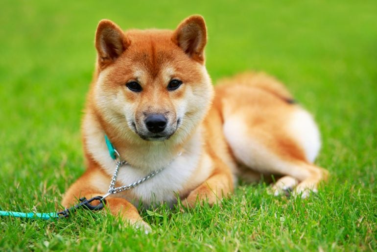 shiba inu